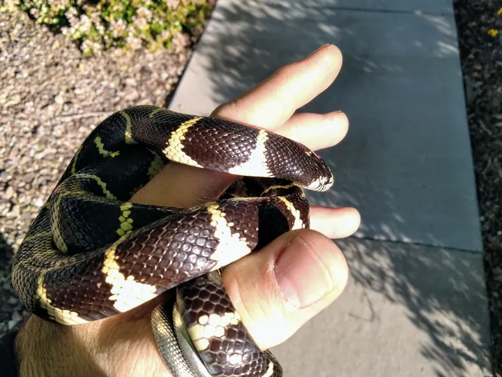 A close view during a careful nonvenomous snake relocation.