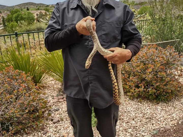 A SnakeSave rescuer handling a long nonvenomous snake.